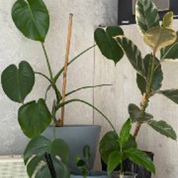 Хлорофитум - фото 1