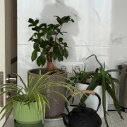 Хлорофитум - фото 2