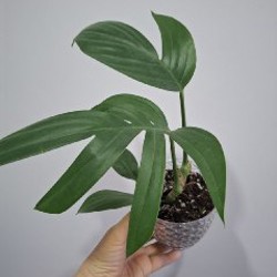 Сенецио - фото 1