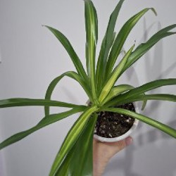 Сенецио - фото 2