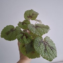 Сенецио - фото 3