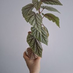 Сенецио - фото 4