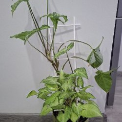 Сенецио - фото 5