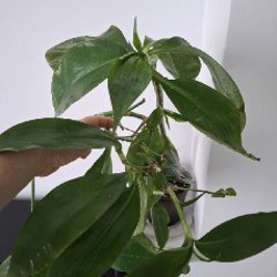 Сенецио - фото 6