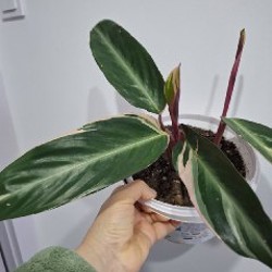 Сенецио - фото 8