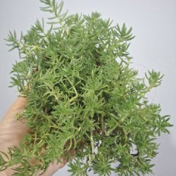 Сенецио - фото 9