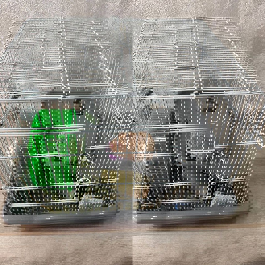 Джунгарский хомячок