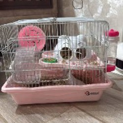 Джунгарский хомячок - фото 2