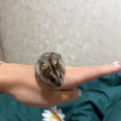 Джунгарский хомячок - фото 3