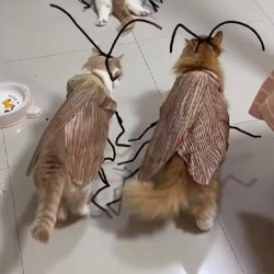 Костюм таракана для кота - фото 2