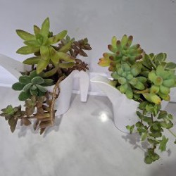 Строманта - фото 2