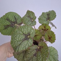 Строманта - фото 3