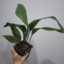 Строманта - фото 4