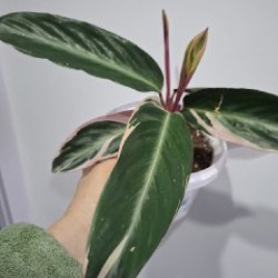 Строманта - фото 5