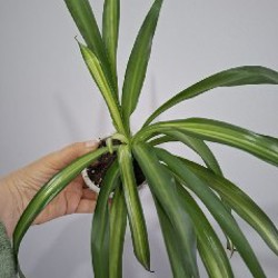 Строманта - фото 6