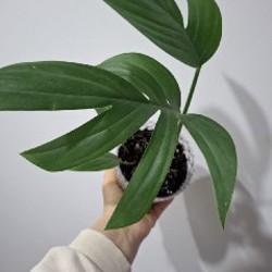 Строманта - фото 8