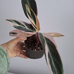 Строманта - фото 1