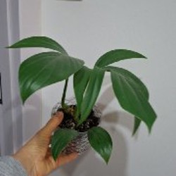 Строманта - фото 3