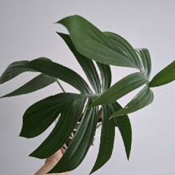 Строманта - фото 4