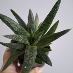 Строманта - фото 5