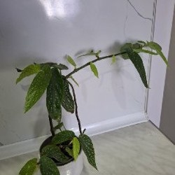 Строманта - фото 6