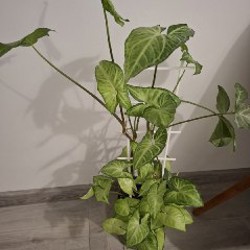 Строманта - фото 9