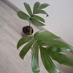 Строманта - фото 10