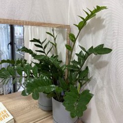 Суккулент - фото 1