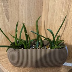 Суккулент - фото 2