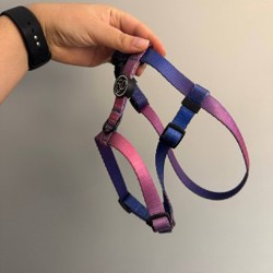 Набор для собаки - фото 6