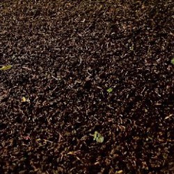 Иван Чай - фото 2