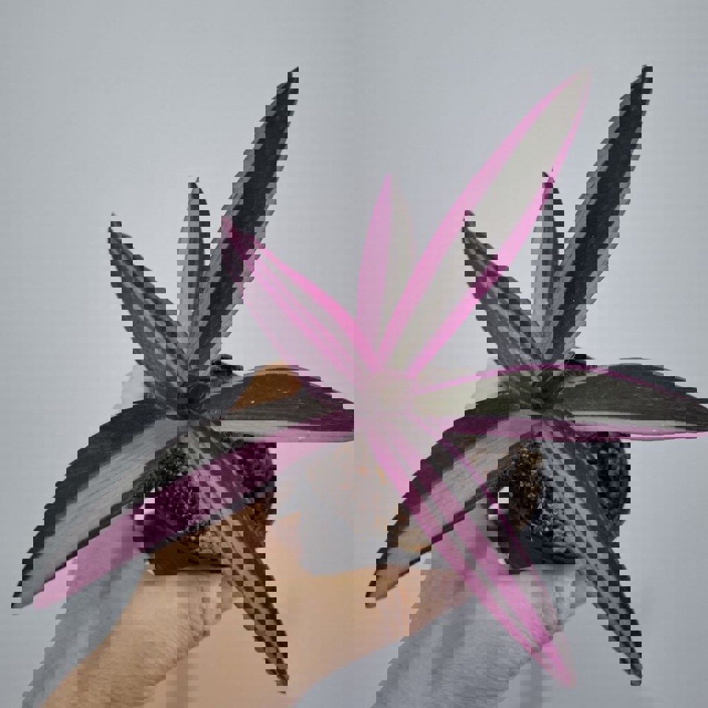 Традесканция Polida