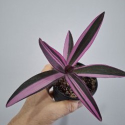 Традесканция Polida - фото 1