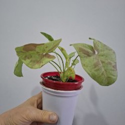 Традесканция Polida - фото 3