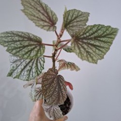 Традесканция Polida - фото 5