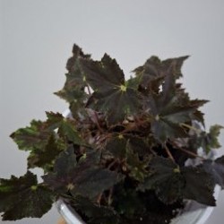 Традесканция Polida - фото 6