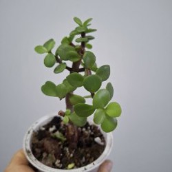 Традесканция Polida - фото 8