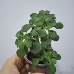 Традесканция Polida - фото 9