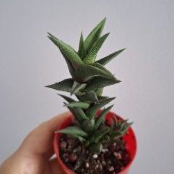 Традесканция Polida - фото 10