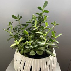 Каланхоэ - фото 1