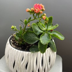 Каланхоэ - фото 2