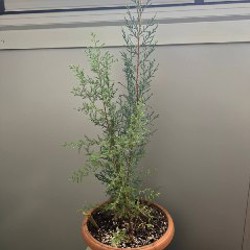 Каланхоэ - фото 4