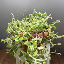 Каланхоэ - фото 5