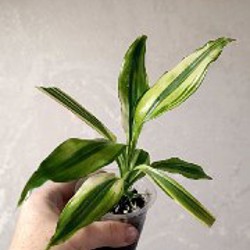 Сеткреазия вариегатная - фото 1