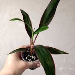 Сеткреазия вариегатная - фото 2