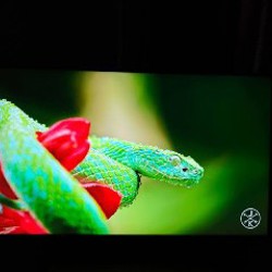 Телевизор LG 43UP81006LA.ARU - фото 2