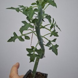 Аихризон - фото 9