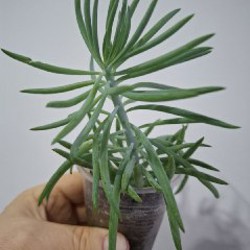 Аихризон - фото 10