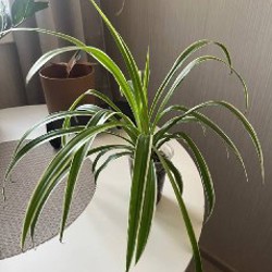 Фен с диффузором - фото 3