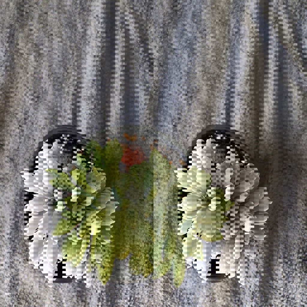 Кремнерия Экспатриата